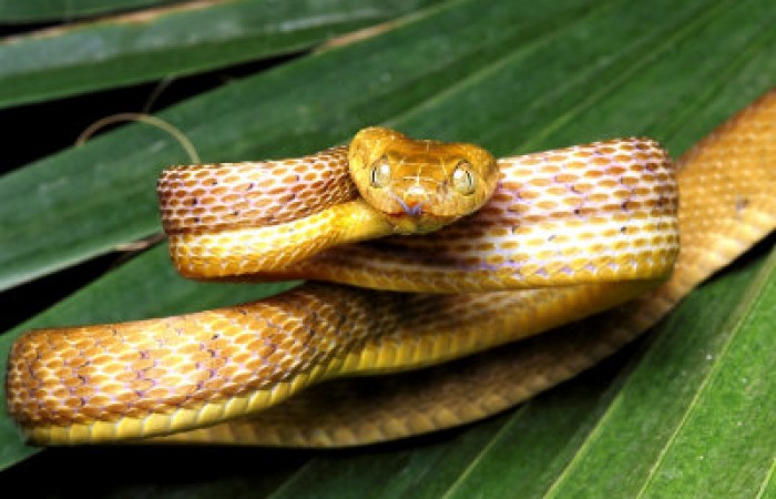Коричневая бойга - змея, которая может висеть в воздухе