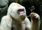 Снежок — единственная известная науке горилла-альбинос (2 фото + видео)