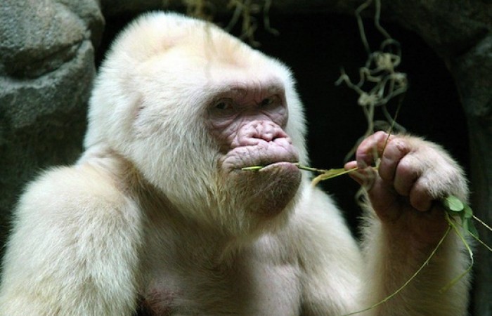 Снежок — единственная известная науке горилла-альбинос (2 фото + видео)