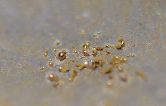Существует бактерия, производящая чистое золото (3 фото)