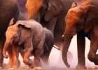 Стадо пьяных слонов снесло индийскую деревушку (2 фото)