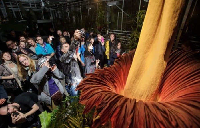 О том, как распустился самый большой в мире цветок (5 фото)