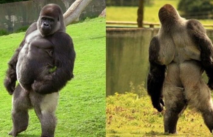Прямоходящая горилла по кличке Амбам (5 фото + видео)