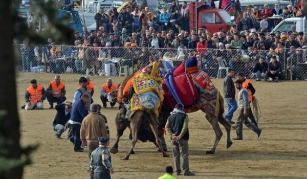 Борьба верблюдов в Турции (6 фото)
