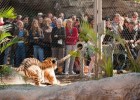 Перетягивание каната с тигром (6 фото)