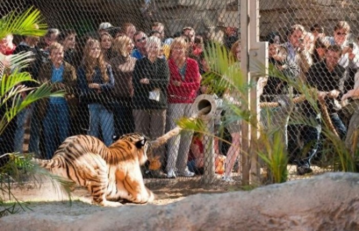 Перетягивание каната с тигром (6 фото)