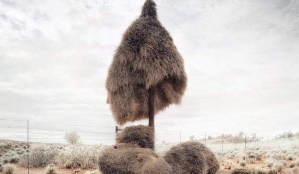 Гнезда ткачиков в пустыне Калахари (13 фото)