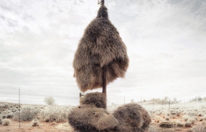 Гнезда ткачиков в пустыне Калахари (13 фото)
