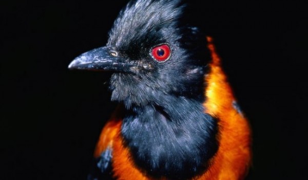 Ядовитая птица - питаху (2 фото)