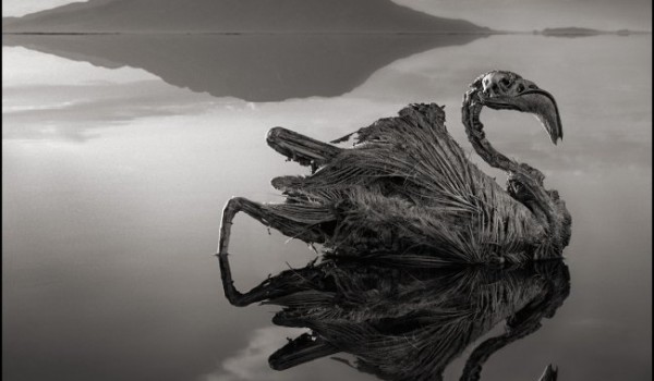 Озеро Натрон превращает животных в каменные статуи (6 фото)