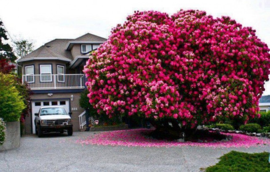 Уникальное дерево Рододендрон 