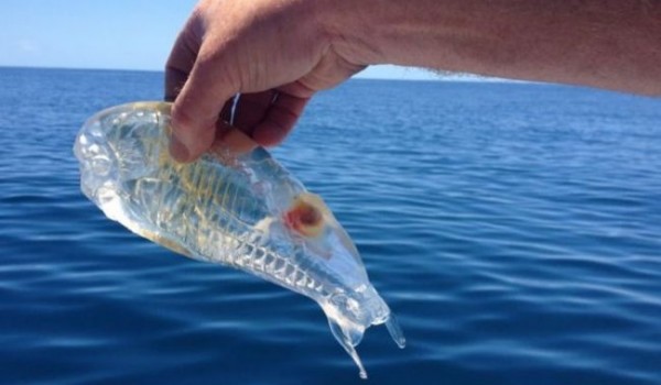 Salpa Maggiore - прозрачная рыба (3 фото)