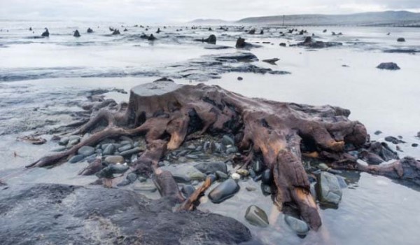 В Великобритании обнаружен лес возрастом в 5 000 лет (8 фото)