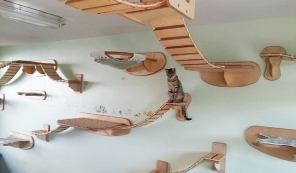 Удивительная комната для кошек (10 фото)