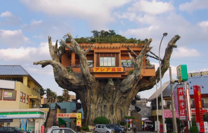 Уникальный ресторан на дереве (3 фото)