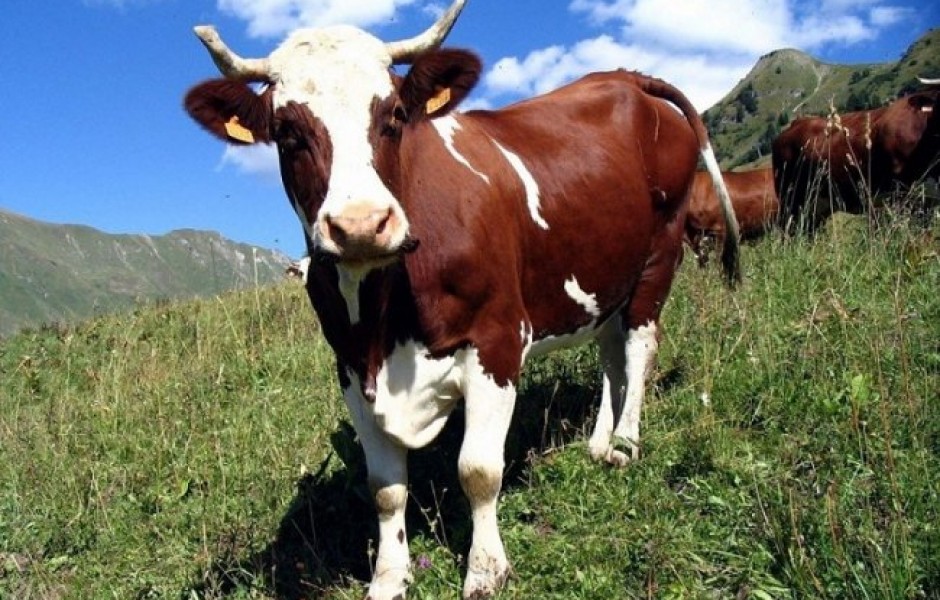Мычат ли коровы с акцентом?