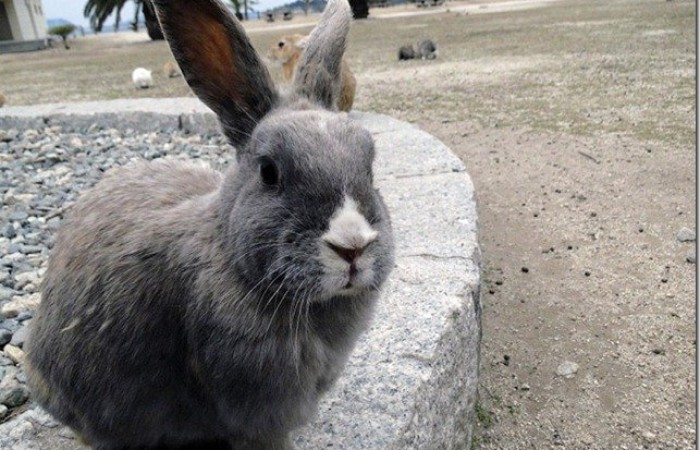 Остров кроликов в Японии (21 фото)