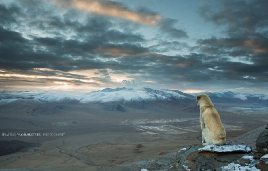 Фото дня 12.04.2014 - Собака в Гималаях