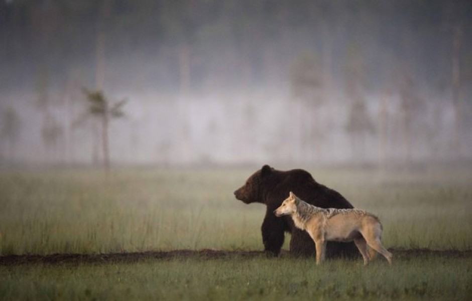 Фото дня 15.04.2014 - Дружба волка с медведем