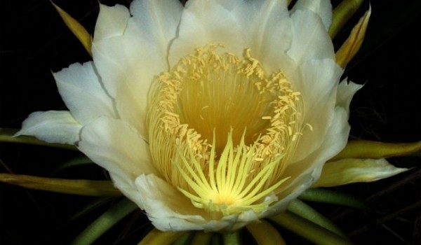 Царица ночи - кактус, который цветет 1 раз в год (4 фото)