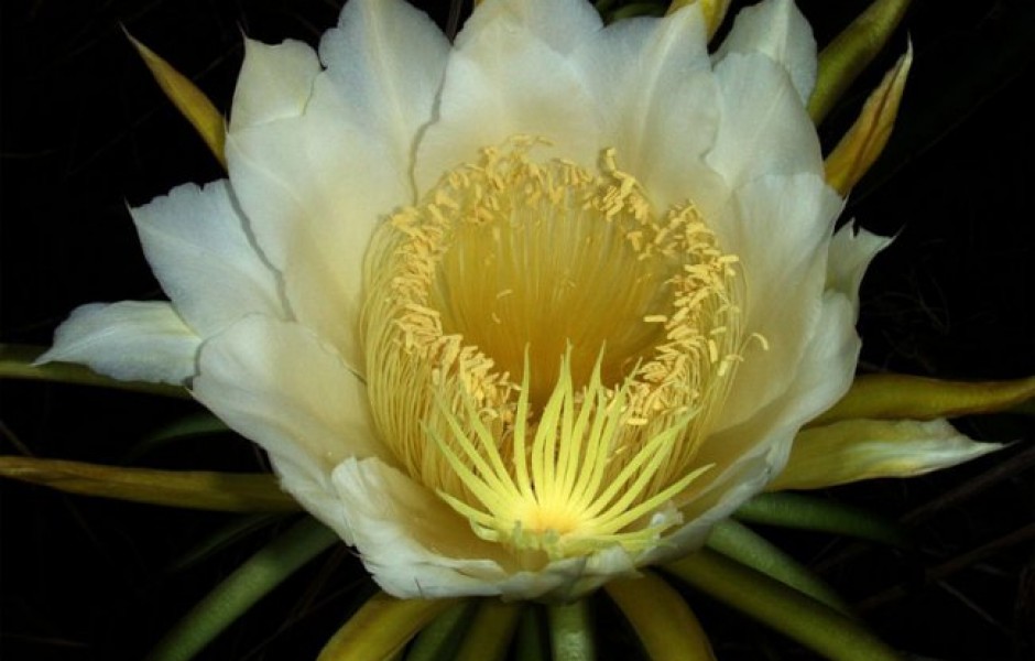 Царица ночи - кактус, который цветет 1 раз в год (4 фото)