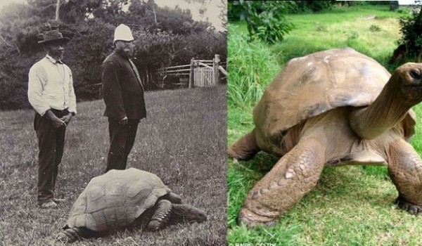 Самая старая черепаха в мире (фото дня)