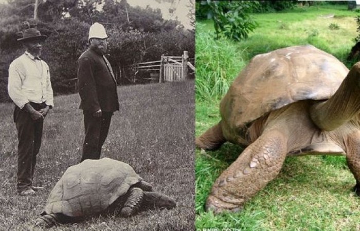 Самая старая черепаха в мире (фото дня)