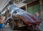 Китаец выловил тигровую акулу (6 фото)