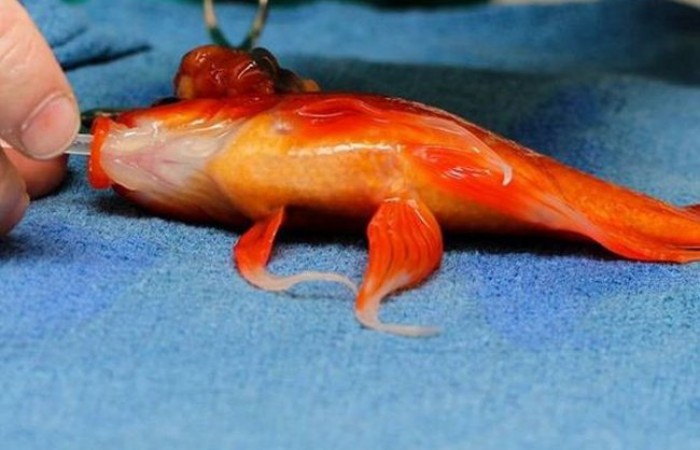 Золотой рыбке сделана операция по удалению опухоли (5 фото)