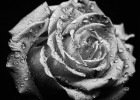 Макро-фотография розы (фото дня - 16.09.2014 г.)