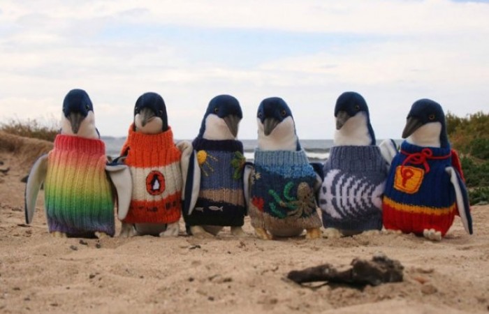 Одежда для австралийских пингвинов-сирот (10 фото)