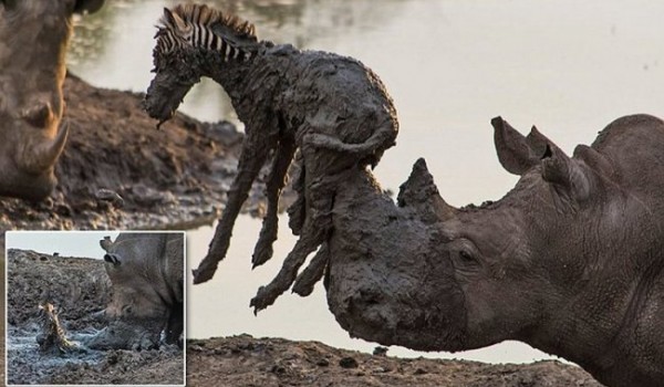 Носорог вытащил зебру из грязи (5 фото)
