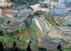 Рисовые поля в Китае (фото дня)
