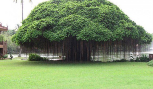 Дерево баньян (фото дня)