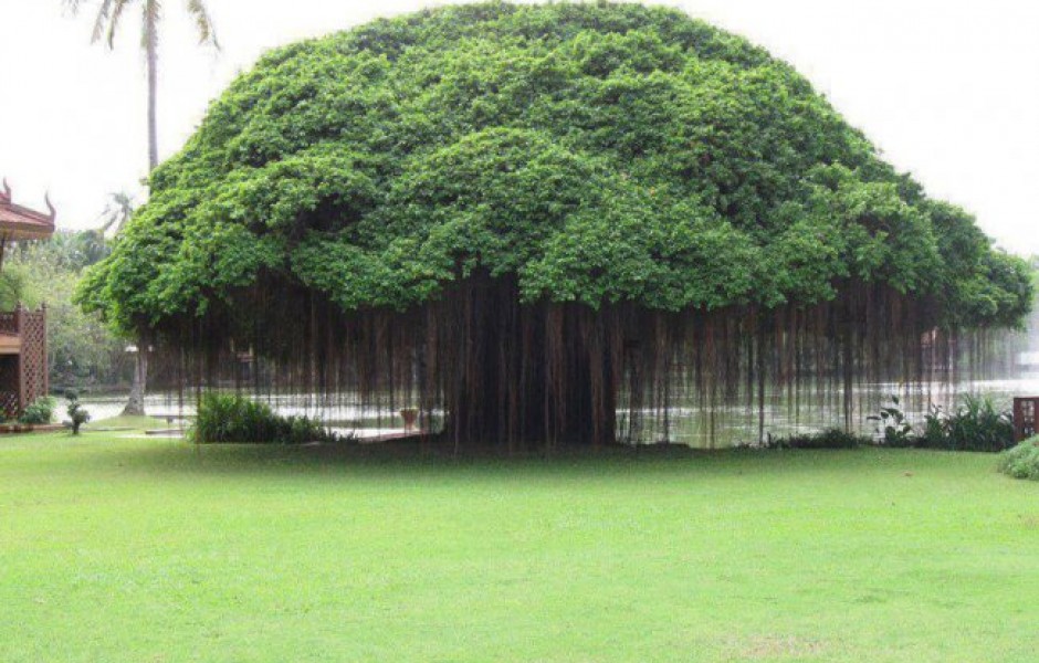 Дерево баньян (фото дня)