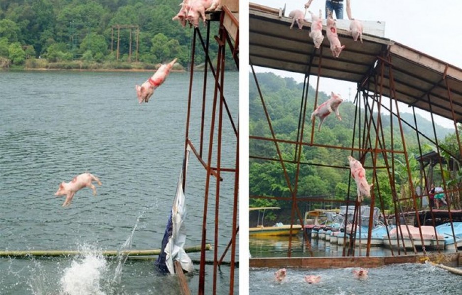 Заплыв свиней в Китае (4 фото)