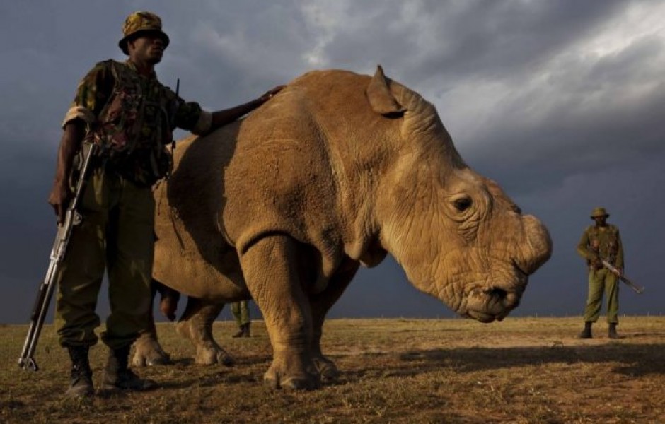 Единственный в мире самец белого носорога (6 фото)