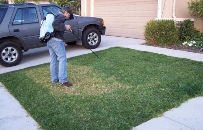 Как озеленяют газон в США (4 фото)