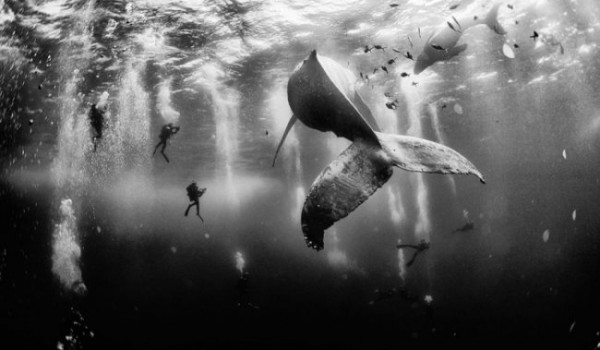 Лучшие снимки фотоконкурса National Geographic Photo Contest 2015 (26 фото)