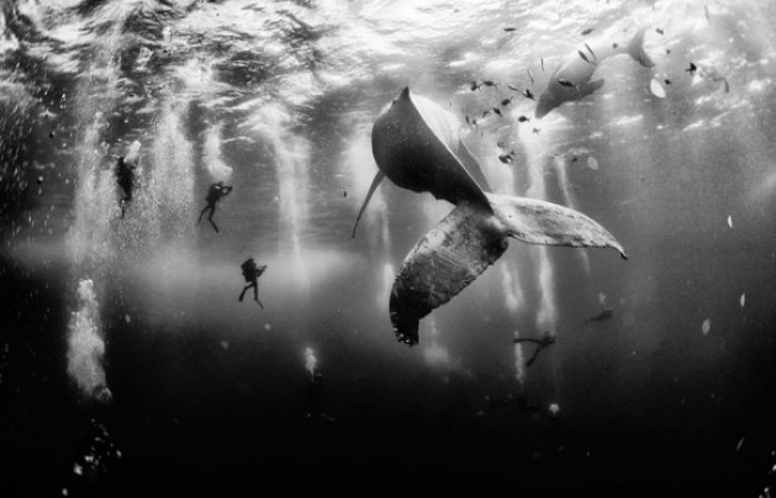 Лучшие снимки фотоконкурса National Geographic Photo Contest 2015 (26 фото)