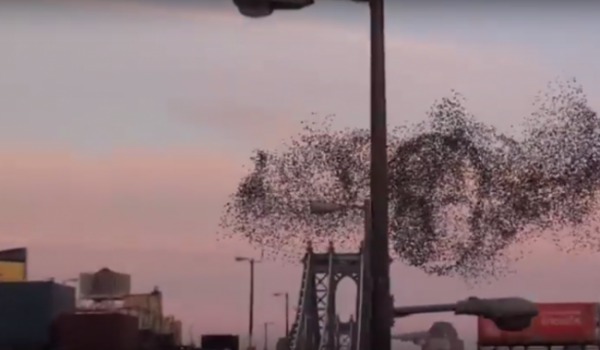 В небе над Нью-Йорком стаю птиц сложили портрет человека (видео)