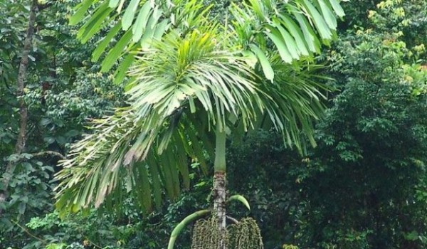 Iriartea gigantea – пальма с самой необычной формой корней (6 фото)