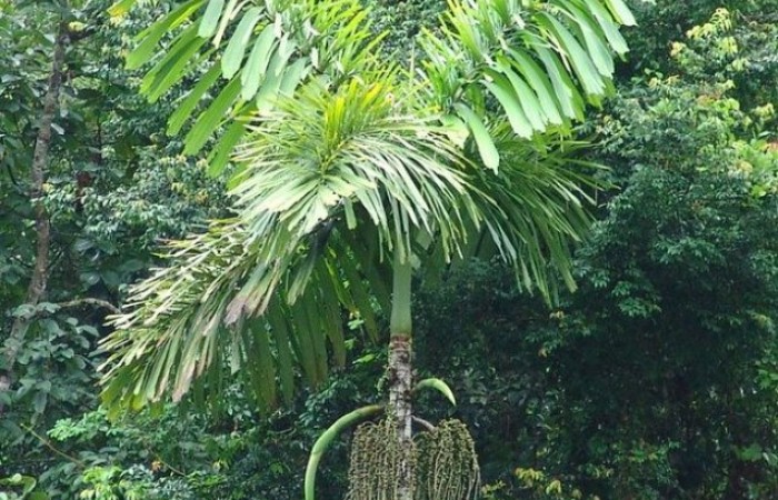 Iriartea gigantea – пальма с самой необычной формой корней (6 фото)
