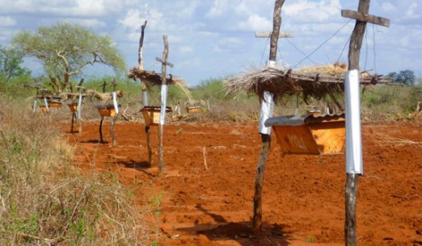 Защита полей африканских фермеров от набегов слонов (5 фото)