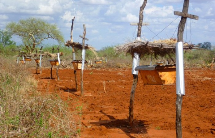 Защита полей африканских фермеров от набегов слонов (5 фото)