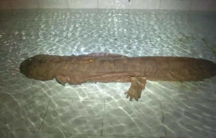 Найдена крайне редкая саламандра (4 фото)