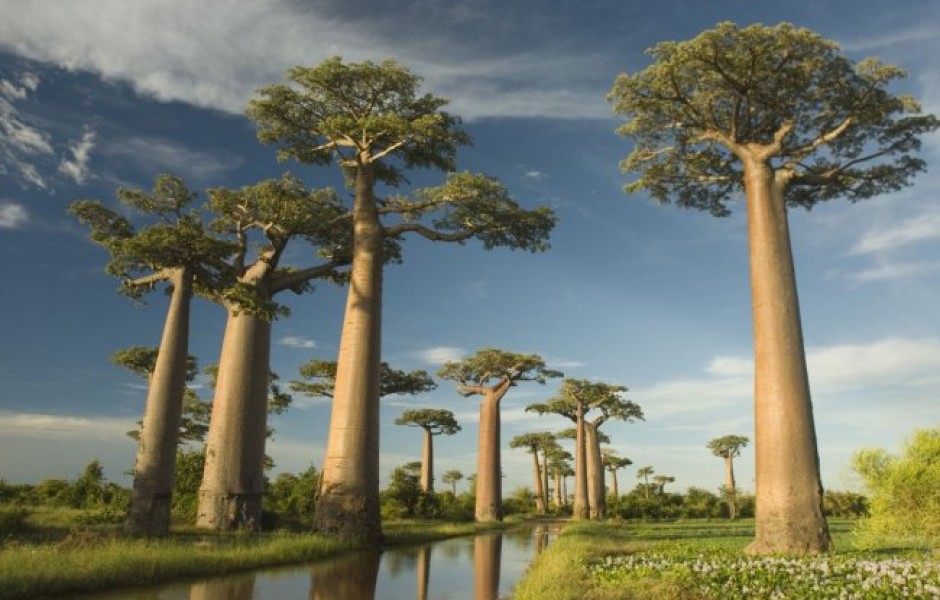 10 необычных деревьев (10 фото)