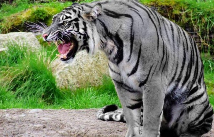 Существует ли мальтийский голубой тигр на самом деле? (3 фото)