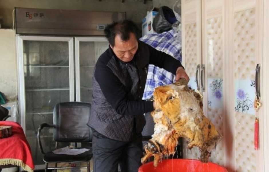 В Китае найден самый большой гриб бессмертия (18 фото)