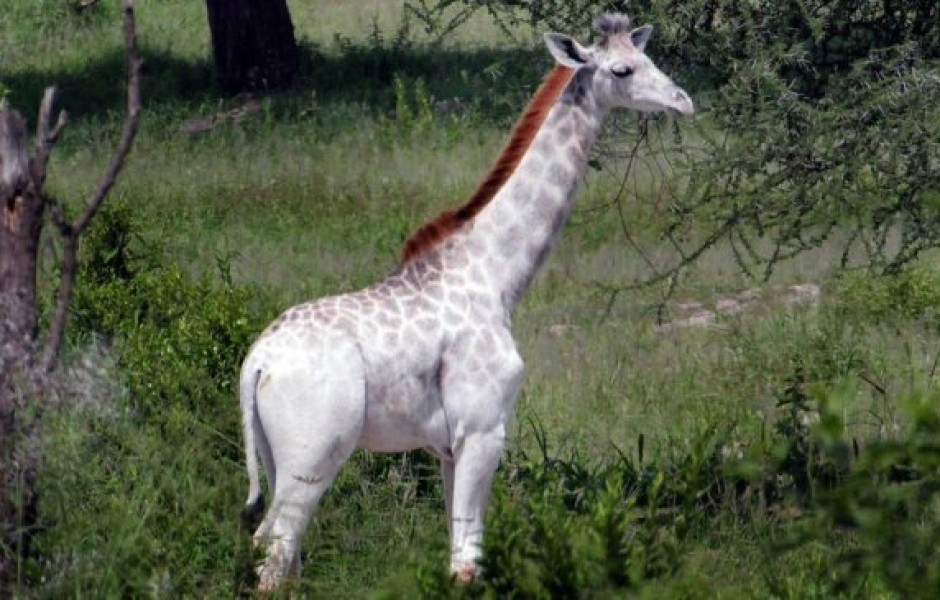 Фотография редкого белого жирафа (фото дня)